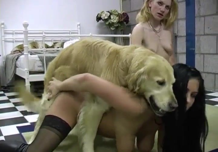 Видео Собака Занимается Сексом С Человеком